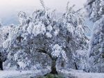 Se nevica a Aprile