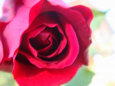 Rosa di maggio