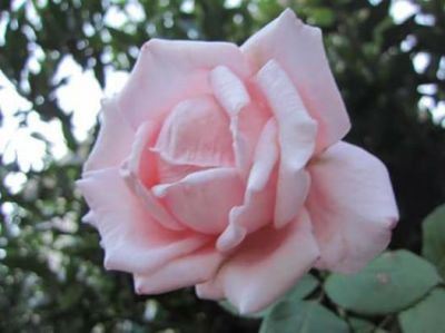 Cos rosa