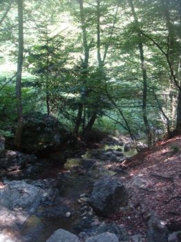 Al bosco!