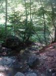 Al bosco!