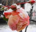 Il capodanno e la rosa