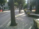 Su Viale Nettuno le foglie