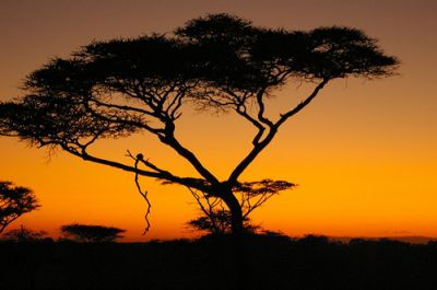 Il mio sogno d'Africa
