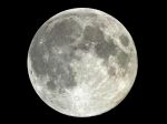 La luna sul salice