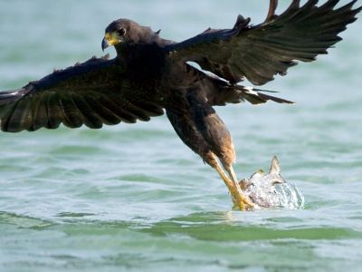 Come Falco mi Artiglia