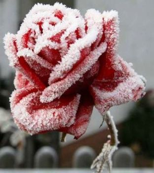 Il freddo nel cuore