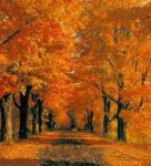 Viale