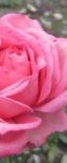 Si è lasciato ingannare il mio giardino