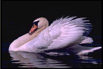 Il Cigno e l'Aquila  