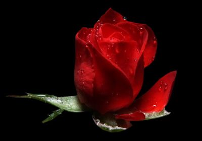Cos'è una Rosa?