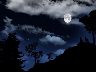Genziana  la notte