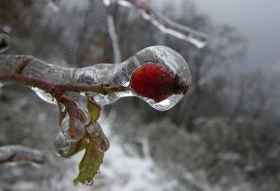 Una rosa d'inverno