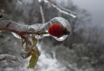 Una rosa d'inverno  