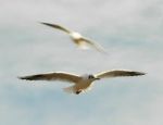 E' tempo di volare