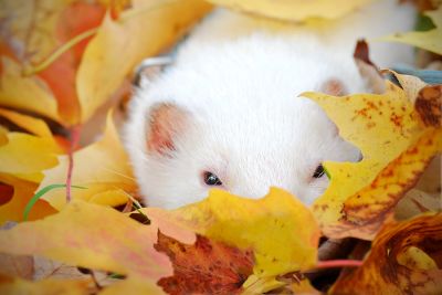Novembre