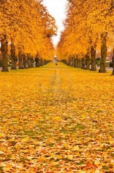Il viale del ritorno