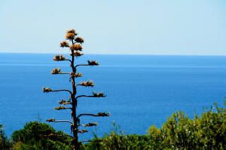 La voce del mare