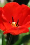 Rosso