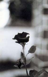 Un pianto di rose  