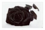 Sogni di rose  