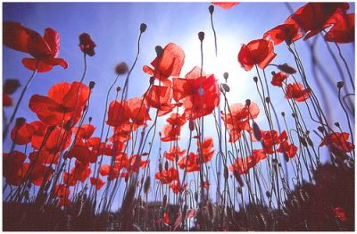 Rosso d'amore