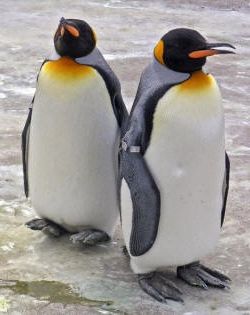 Pinguino