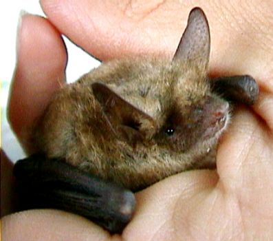 Pipistrello  