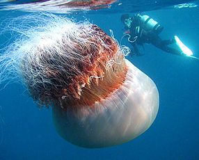 11 giugno 2010 l'invasione delle meduse nel mediterraneo