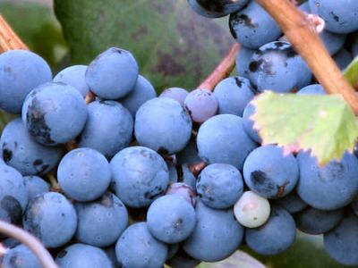Mosto d'amore