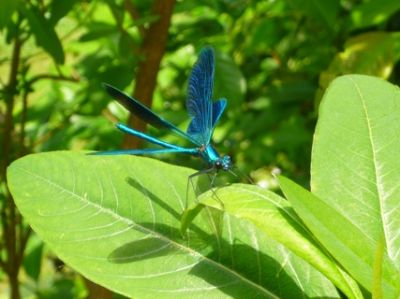 La libellula