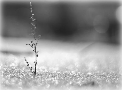 L’ultima neve