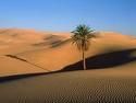 Papaveri nel deserto  