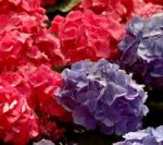 Le ortensie essiccano al sole  