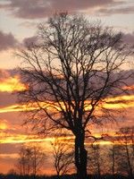 L'albero del respiro