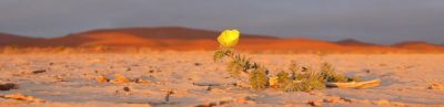 Deserti