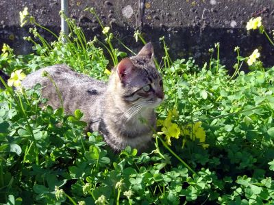 Come regina sul sofà