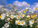 Primavera