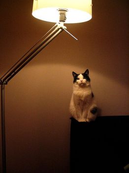La lampada