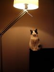 La lampada