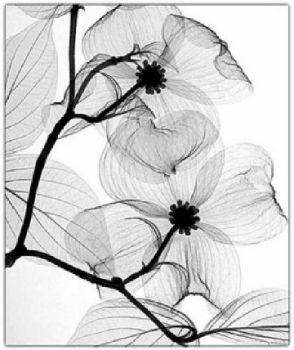 Armonia