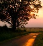 Il viale che porta alla mia terra