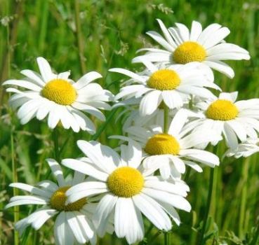 Il profumo dei fiori di campo