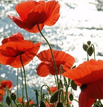 Tra le onde un fiore