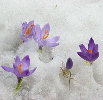 Di pioggia sulla neve