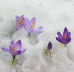 Di pioggia sulla neve