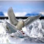 Tra neve che brilla