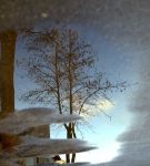 Gemme d' inverno