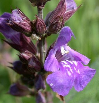 Fiori di salvia
