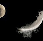 Delizia di luna velina